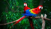 Amazon parrot 1024x576